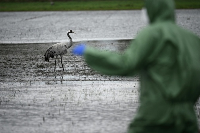 Loeffler-Institut: Bereits mehr als 500.000 Tiere wegen Vogelgrippe getötet