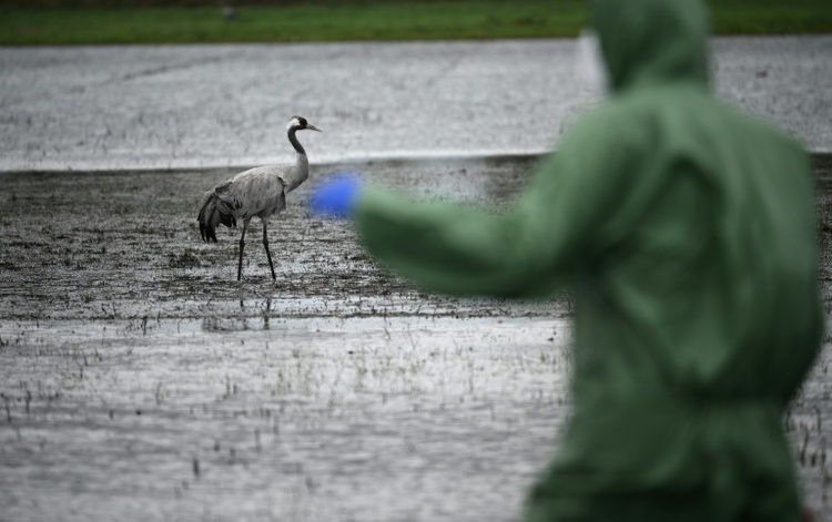 Loeffler-Institut: Bereits mehr als 500.000 Tiere wegen Vogelgrippe getötet