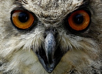 Wärmeliebende Vögel profitieren vom Klimawandel - Artenschwund auf Agrarflächen