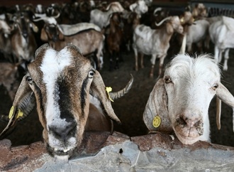 Betrug mit EU-Agrarsubventionen: 13 Verdächtige in Griechenland in U-Haft