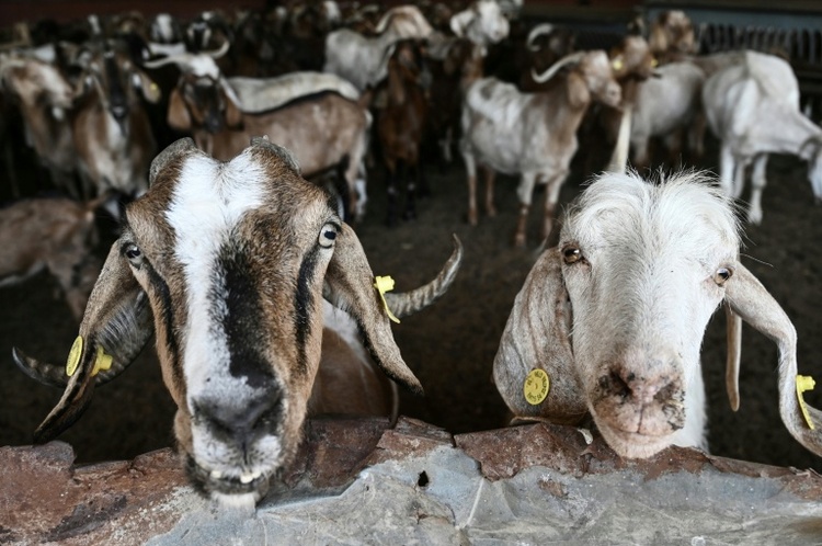 Betrug mit EU-Agrarsubventionen: 13 Verdächtige in Griechenland in U-Haft