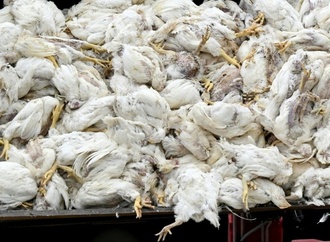 Virologe: Vogelgrippe hat Potenzial für neue Pandemie