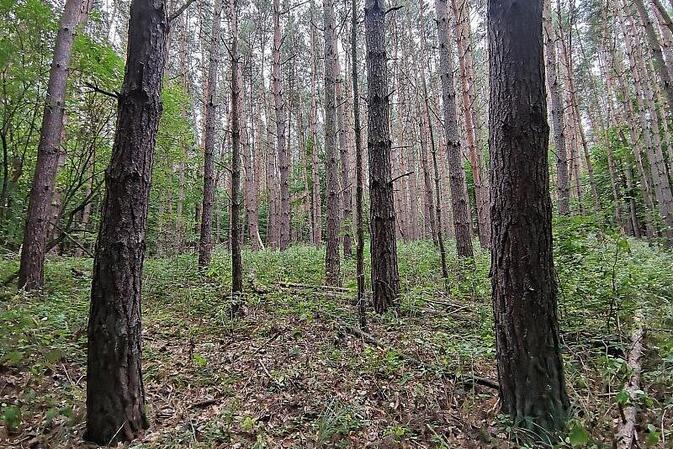 Baumschulfläche sinkt deutlich - rund elf Prozent weniger Betriebe