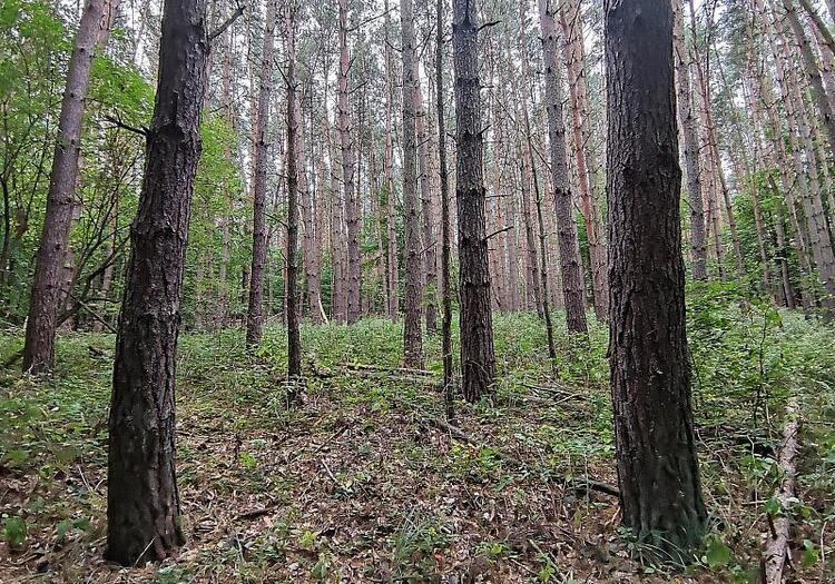 Baumschulfläche sinkt deutlich - rund elf Prozent weniger Betriebe