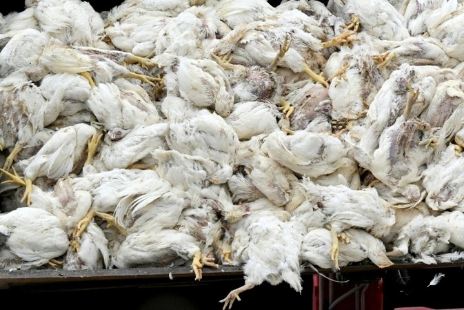 Vogelgrippe: Saarland und Hamburg verhängen Stallpflicht