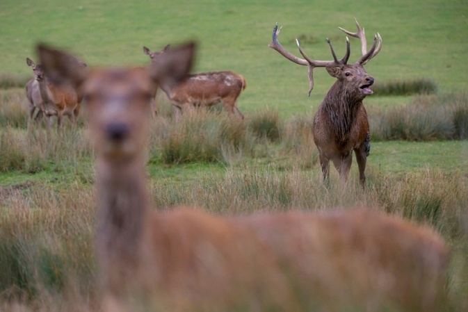 Hirsch durchschlägt Frontscheibe: Toter bei Wildunfall in Niedersachsen