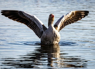 Landwirtschaftsminister Rainer: Kein Versorgungsengpass wegen Vogelgrippe