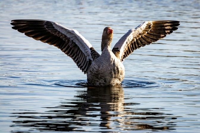 Landwirtschaftsminister Rainer: Kein Versorgungsengpass wegen Vogelgrippe