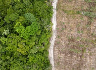 Abholzung im brasilianischen Regenwald geht weiter zurück