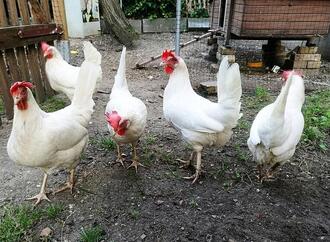 Eierproduktion in Deutschland von Bodenhaltung dominiert