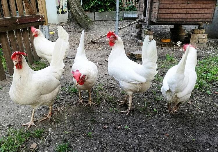 Eierproduktion in Deutschland von Bodenhaltung dominiert