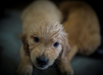 Abgemagert und ohne Futter: Illegaler Welpenhandel bei Freiburg gestoppt