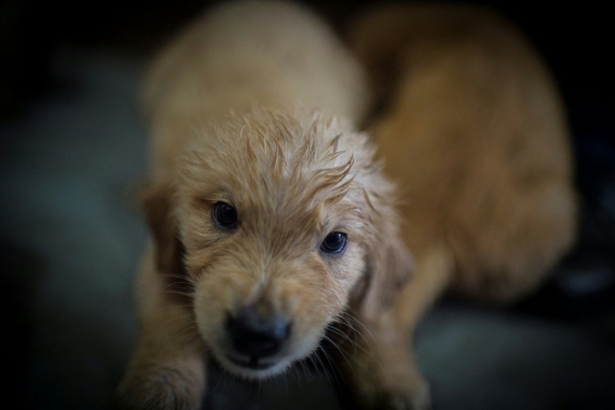 Abgemagert und ohne Futter: Illegaler Welpenhandel bei Freiburg gestoppt