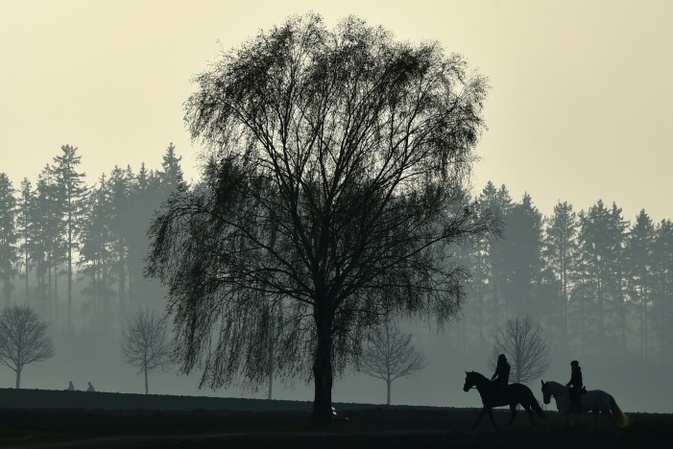 Fohlen von falschem Hengst: Tierarzt muss keinen höheren Schadenersatz zahlen