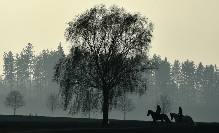 Fohlen von falschem Hengst: Tierarzt muss keinen höheren Schadenersatz zahlen