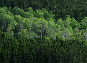 Anpassungsfähige Pionierpflanze: Zitterpappel ist Baum des Jahres 2026