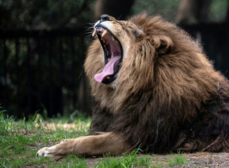 Schließung von Zoo in Neuseeland: Sieben Löwen sollen eingeschläfert werden