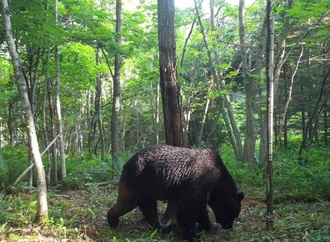 Tödliche Bärenangriffe: Japan entsendet Soldaten in betroffene Region