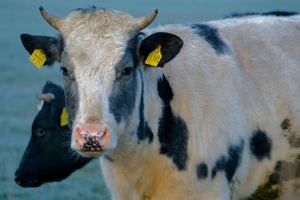 Polizeihubschrauber und Jäger im Einsatz: Kuh legt Bundesstraße bei Tübingen lahm