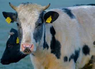 Polizeihubschrauber und Jäger im Einsatz: Kuh legt Bundesstraße bei Tübingen lahm