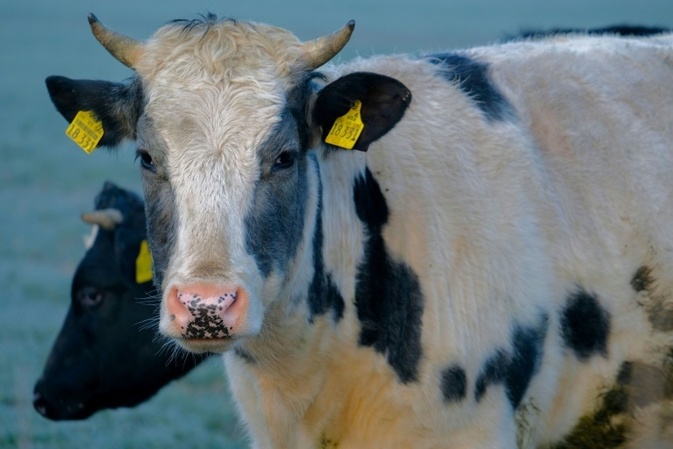 Polizeihubschrauber und Jäger im Einsatz: Kuh legt Bundesstraße bei Tübingen lahm