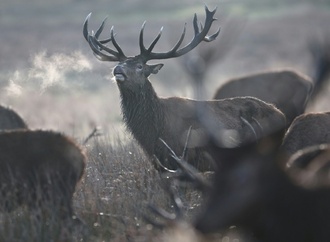 Hirsch bei Wildunfall in Mecklenburg-Vorpommern zeitgleich von zwei Autos erfasst