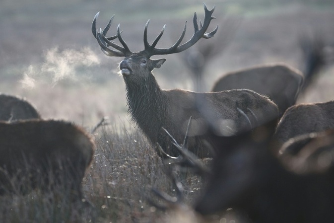 Hirsch bei Wildunfall in Mecklenburg-Vorpommern zeitgleich von zwei Autos erfasst