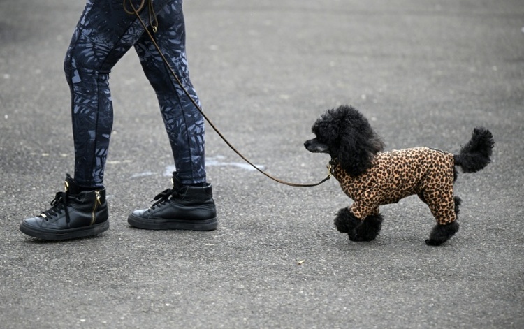 Tierschützer raten zu Hundemänteln: Oftmals mehr als 