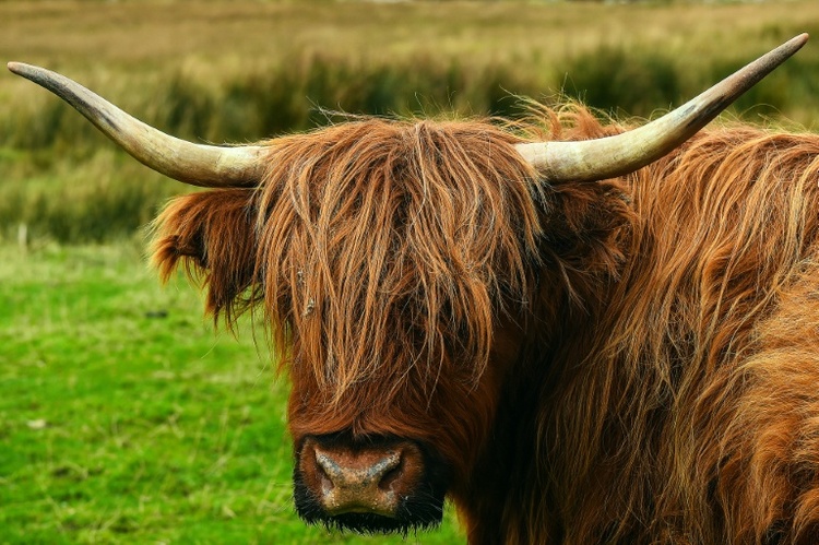 Panische Rinder laufen auf Bahnstrecke in Baden-Württemberg - zwei Tiere tot