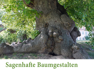 Baumkalender 2026: Einzigartige, sagenhafte Bäume