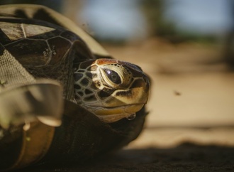Ermittler entdecken bei Kontrolle in Bayern 31 Schildkröten in Fahrzeug
