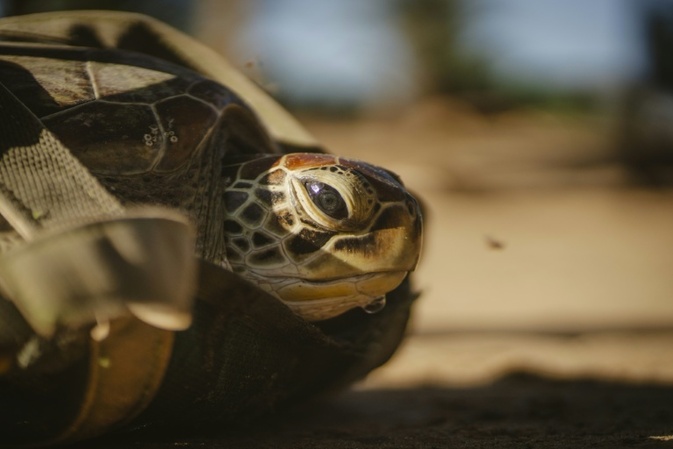 Ermittler entdecken bei Kontrolle in Bayern 31 Schildkröten in Fahrzeug