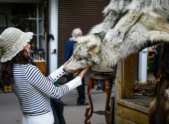 Zollbeamte entdecken an Frankfurter Flughafen Wolfsfell in Gepäck