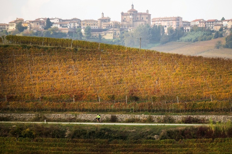 Weinproduktion erholt sich 2025 leicht - steht aber weiter vor Herausforderungen