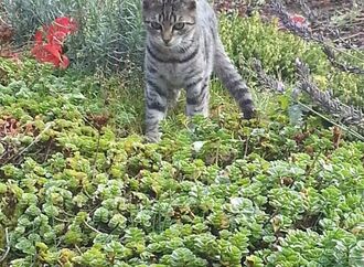 Katzen können sich mit dem Vogelgrippe-Erreger infizieren