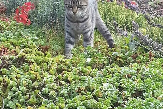 Katzen können sich mit dem Vogelgrippe-Erreger infizieren