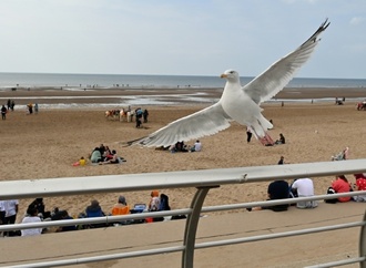 Einfach anschreien: Britische Biologen testen Methoden zur Abwehr lästiger Möwen