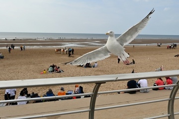 Einfach anschreien: Britische Biologen testen Methoden zur Abwehr lästiger Möwen