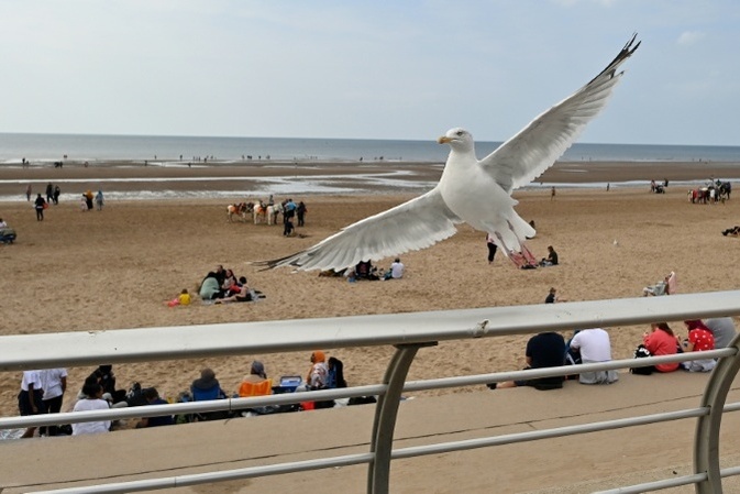 Einfach anschreien: Britische Biologen testen Methoden zur Abwehr lästiger Möwen