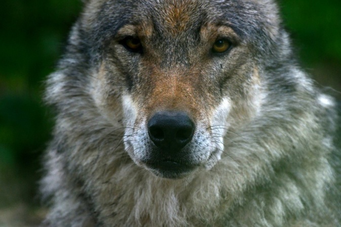 Jährliche Zählung: Wolfsvorkommen in Deutschland stabil