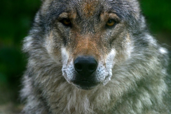 Jährliche Zählung: Wolfsvorkommen in Deutschland stabil