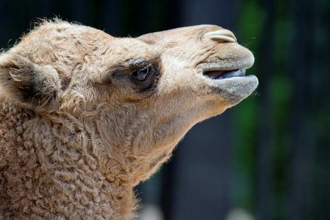 Kamel trifft auf Auto: Zirkustier in Baden-Württemberg verletzt - Wagen Schrott