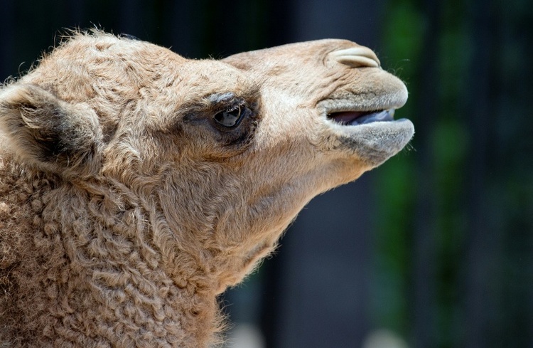 Kamel trifft auf Auto: Zirkustier in Baden-Württemberg verletzt - Wagen Schrott