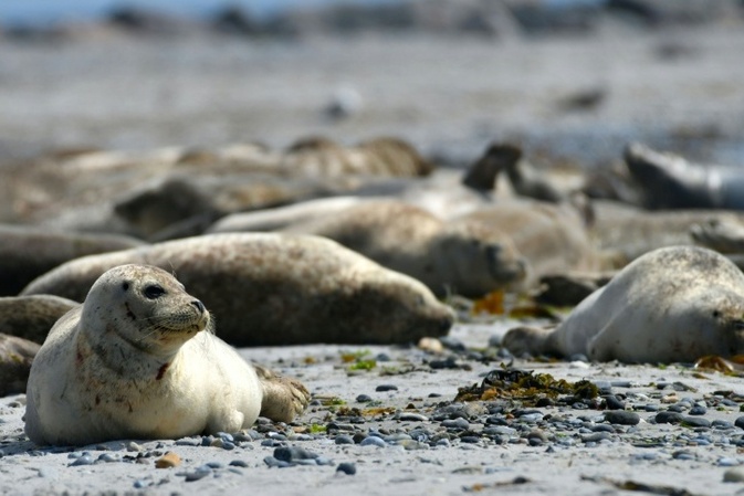 Seehundbestand in Wattenmeer stagniert: Fast 24.000 Tiere gezählt