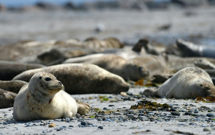 Seehundbestand in Wattenmeer stagniert: Fast 24.000 Tiere gezählt