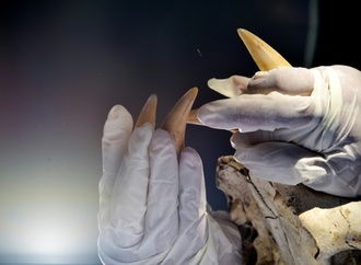 Mann will mit Tigerzahn an Halskette an Frankfurter Flughafen einreisen