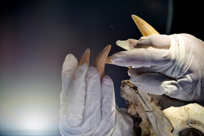 Mann will mit Tigerzahn an Halskette an Frankfurter Flughafen einreisen