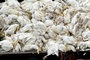 Rund 1,5 Millionen Tiere wegen Vogelgrippe gekeult - Schwerpunkt Niedersachsen