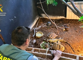 Razzia in privatem Tierheim in Spanien: Polizei rettet hunderte exotische Tiere