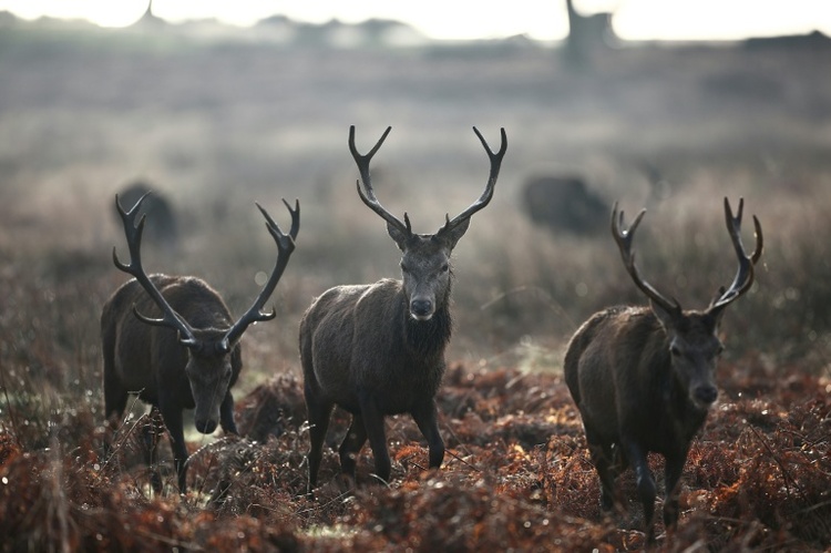 Rothirsch ist Wildtier des Jahres 2026